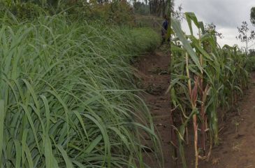 Haramaya University Distributes Drought-Resistant Grass to Boost Livestock Farming
