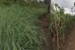 Haramaya University Distributes Drought-Resistant Grass to Boost Livestock Farming
